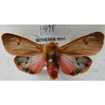 Phragmatobia fuliginosa (Linnaeus, 1758) Sadzanka rumienica Czech97f